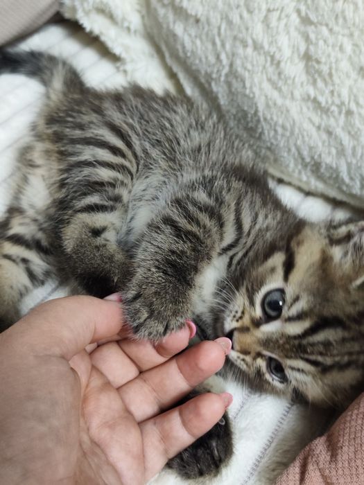 Продам котенка девочку