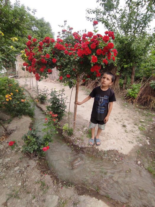 Дехкончилик штамповая атиргуллар сотилади нархи оптом холда . Продаётс