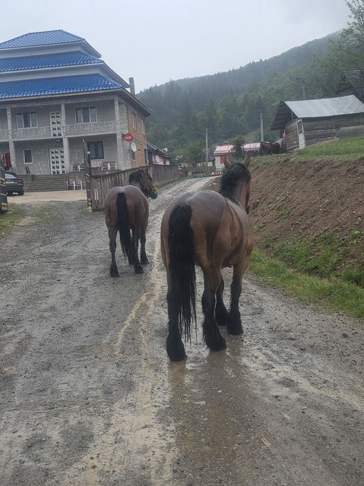 Vand  2  iepe 1 de 3 ani  1 de 4 ani  sau schimb cu gip cu lada