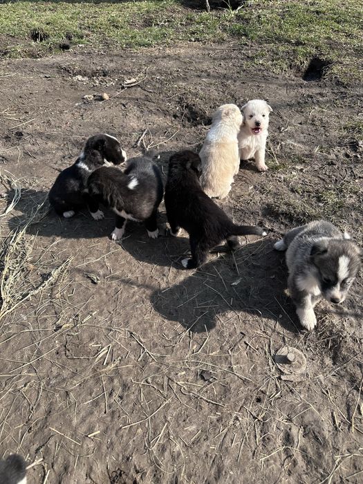 Щенки хаски ищут дом