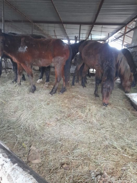 Жылкы Кунажын байталдар