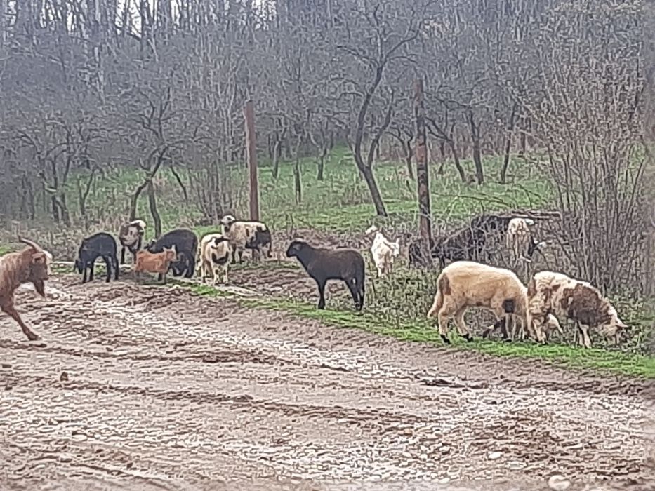 De vânzare oi si capre !