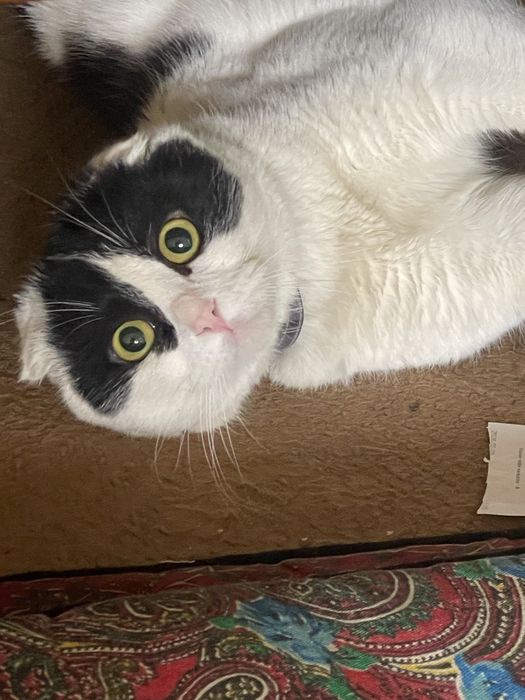 Harakterli mushuk latok biladi