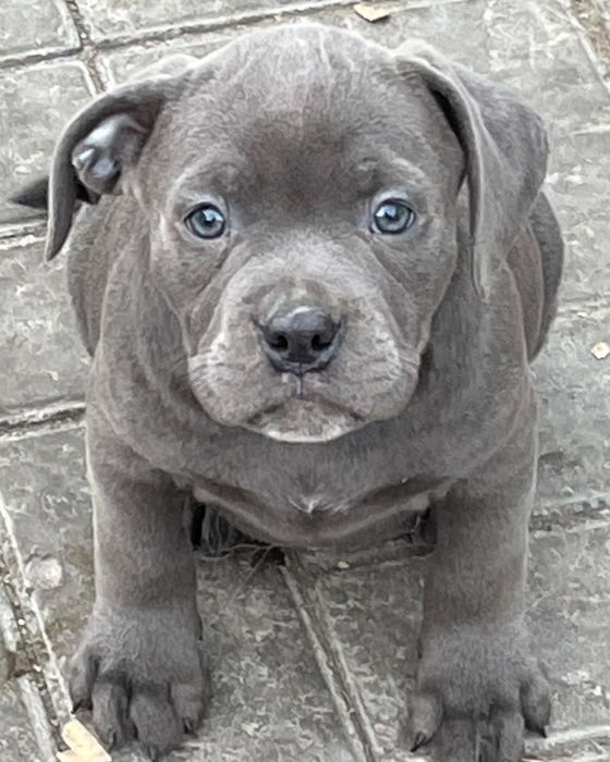 Щенки американский булли