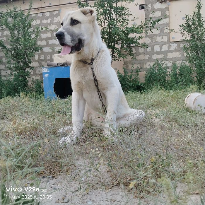 Лч алабай ном  жақсы ит