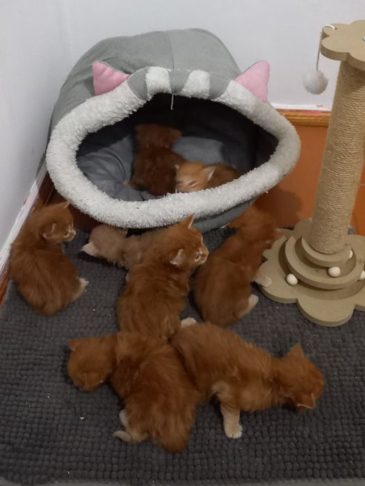 Мейн кун продажа