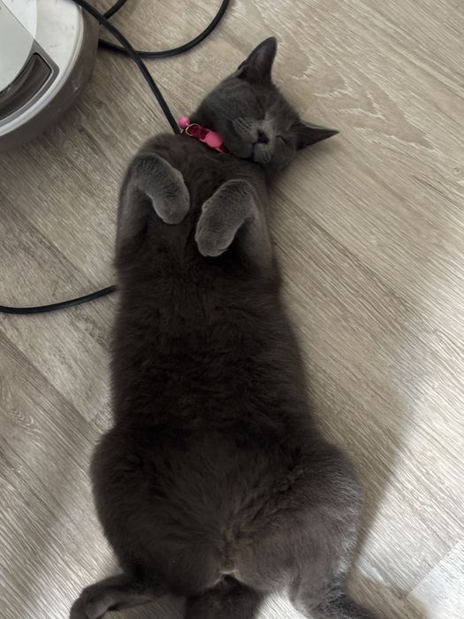 Pet Sitter Bucuresti/Ilfov