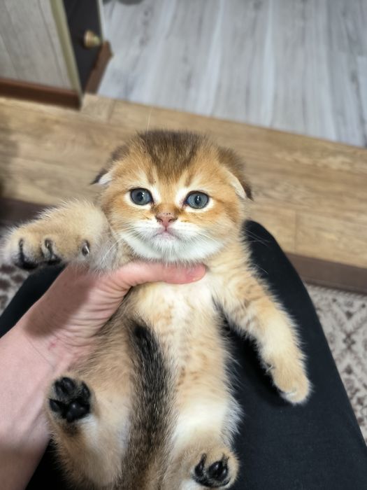 Чистокровные котята