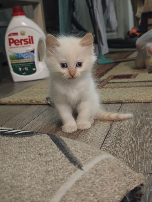 Отдам умных домашних котят