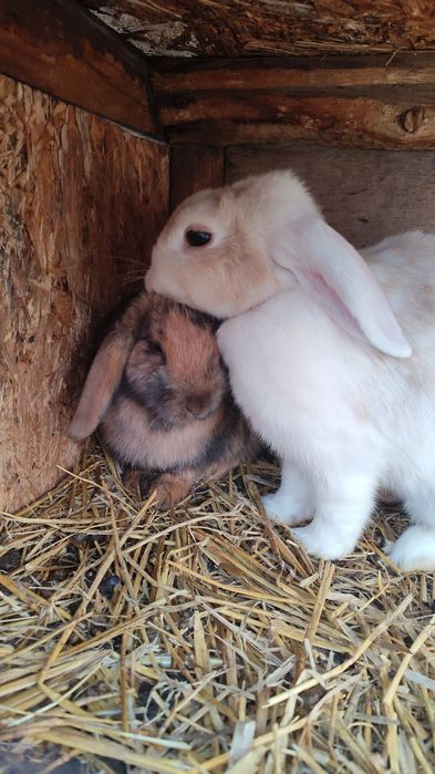 Декоративные вислоухие кролики