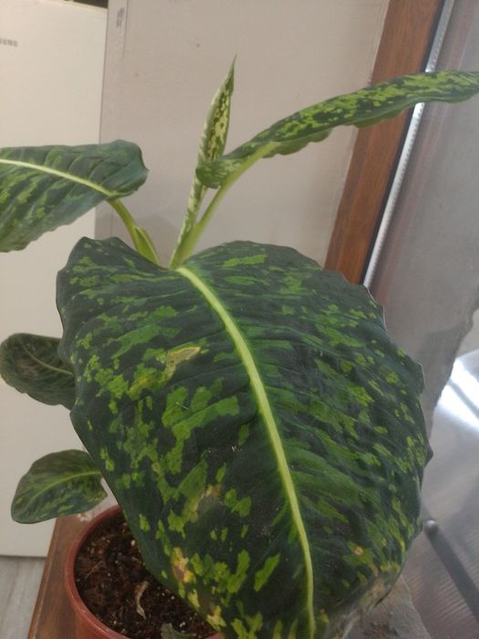 Диффенбахия гүлі