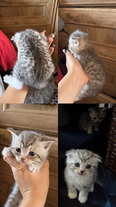 Продам котят шотландские