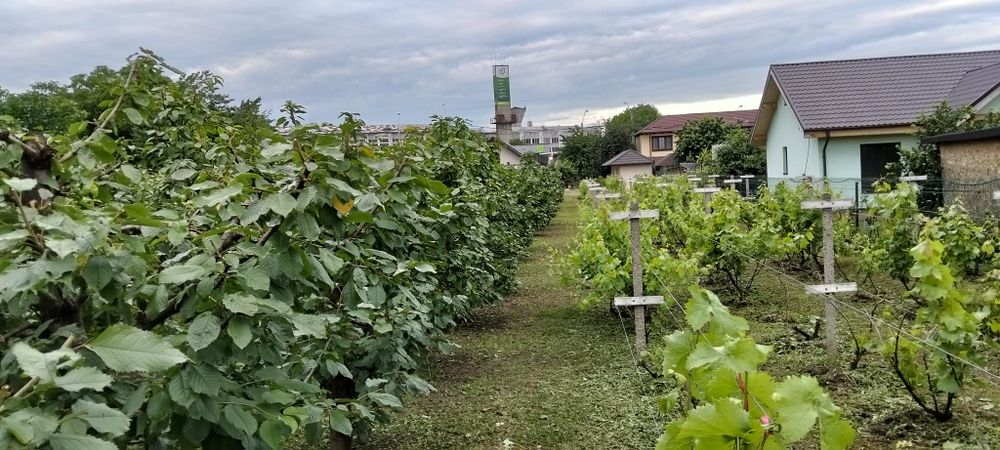 Casă terec curte gradina