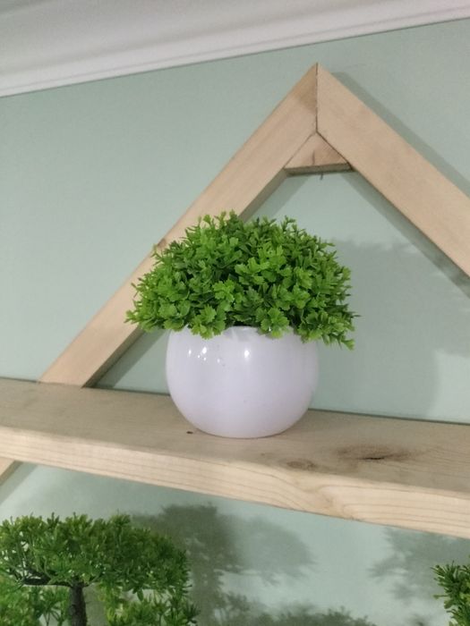 Декоротивные деревья , бонсай