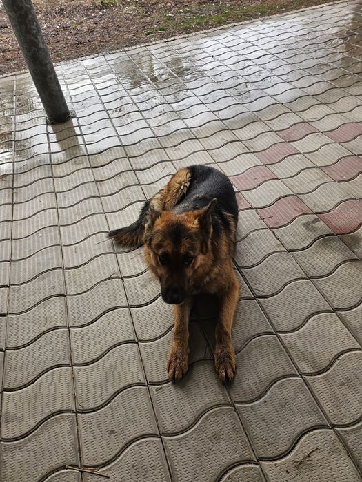 ищем овчарку суку для случки