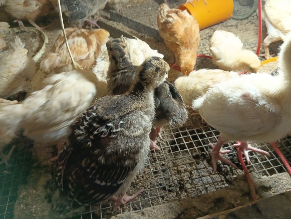 Үндік балапаны бронза 708