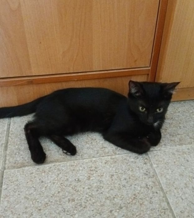 котенок в добрые руки