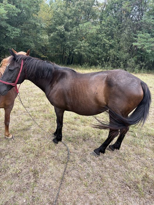 Vand iapă de 10 anii