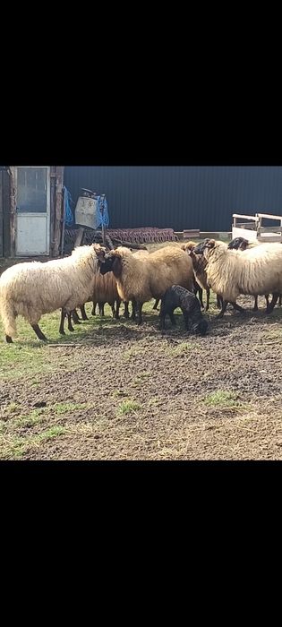 Vând oi carabase, tinere, frumoase, bune de ținut