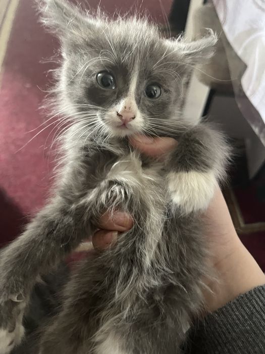 Котята отдам хорошие руки