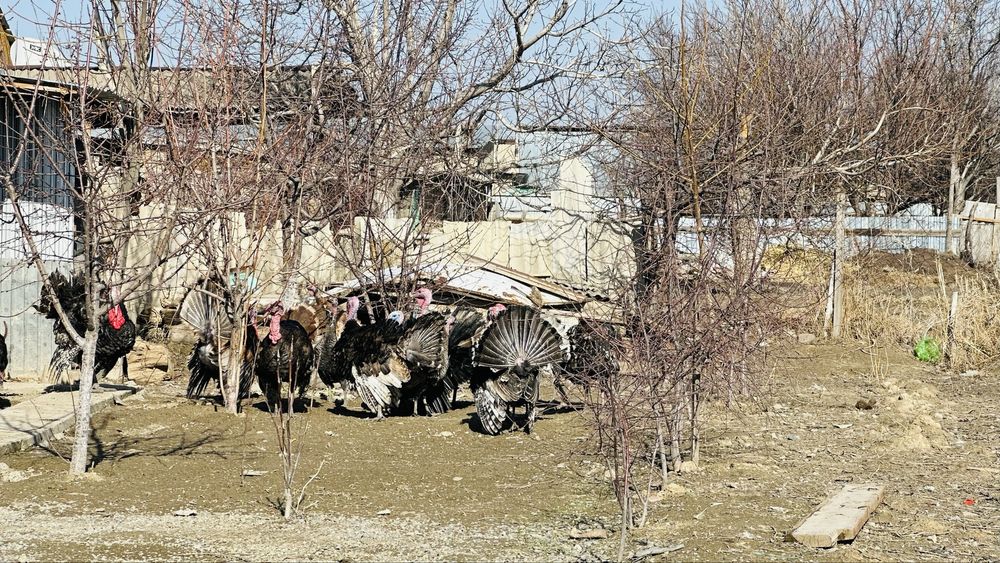 Индюки,самки и самцы здоровые