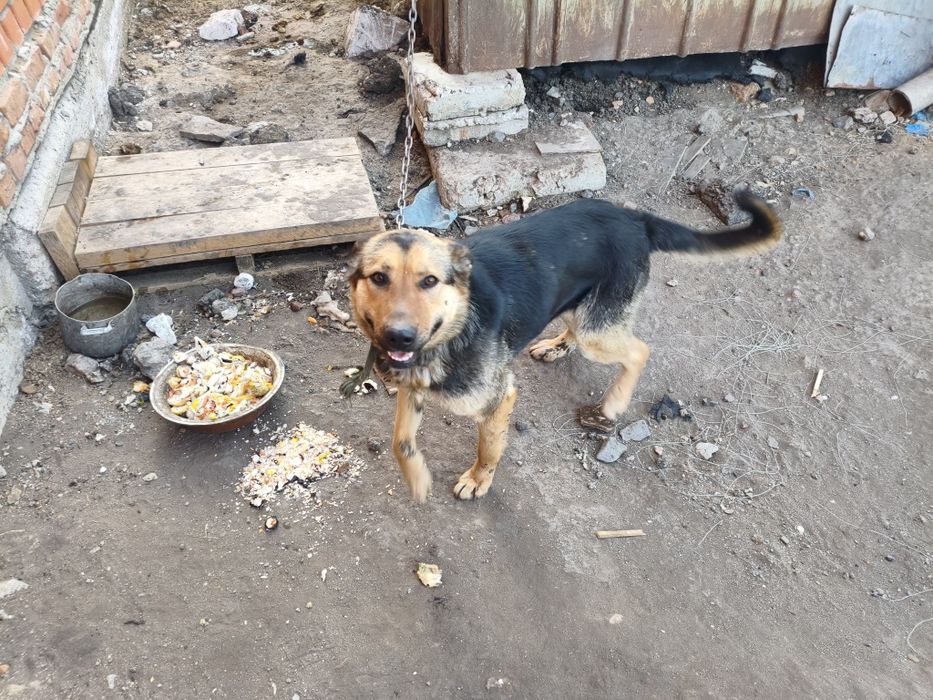 Овчарка продам...