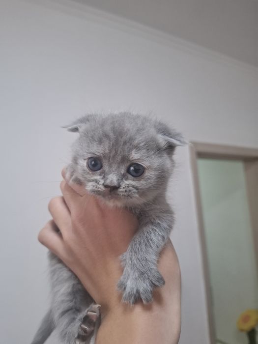 Мушукчалар сотилади охиридаги расм ота онасиники онаси фолд