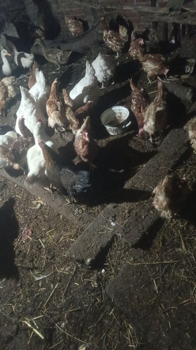 Păsări de curte diverse