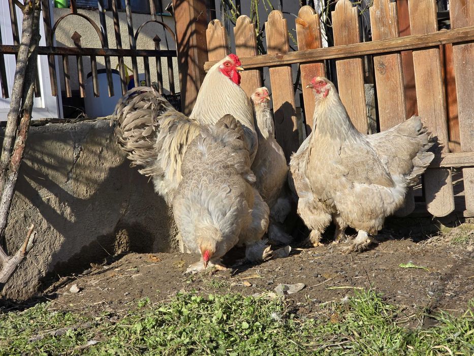 Продавам разплодни яйца от Брама Изабела [Brahma Isabella]