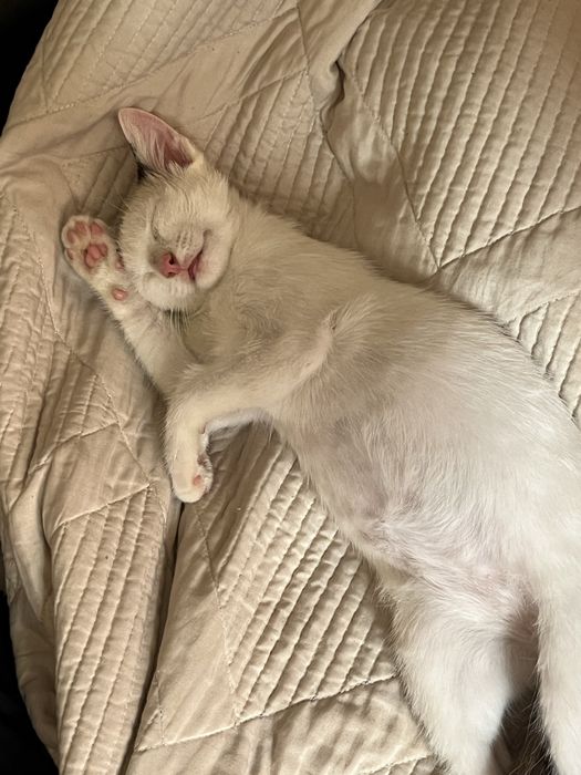 ОТДАМ котенка в добрые руки