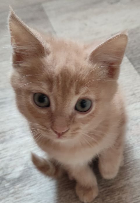 Домашние животные,.