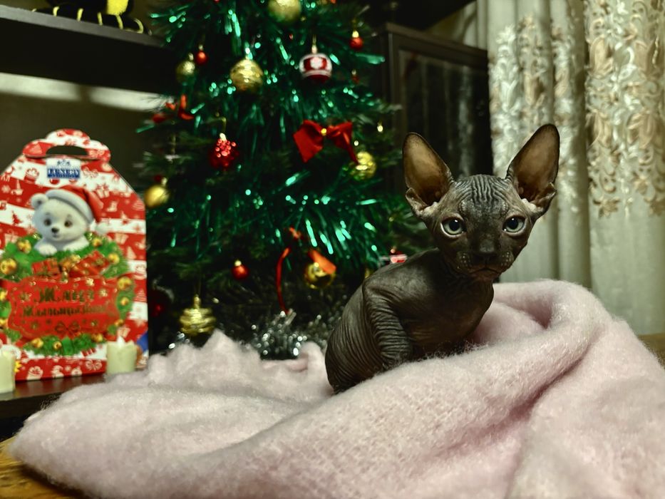 Продам котят канадского сфинкса