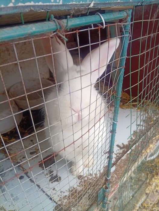 Куйон сотилади эркак 1 та бор ранги ок