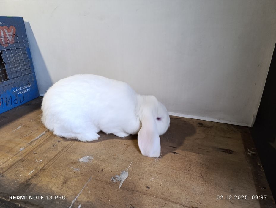 Крол французский баран