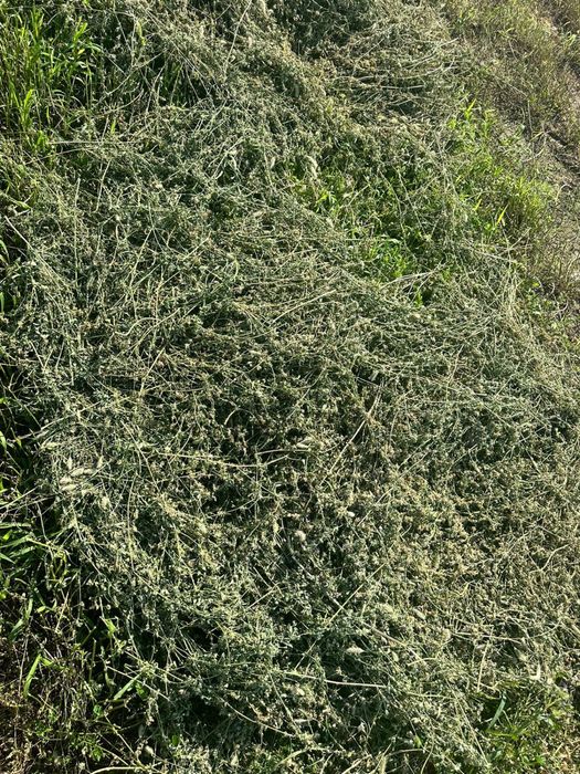 Цено,разнотравия,житняк,сабан