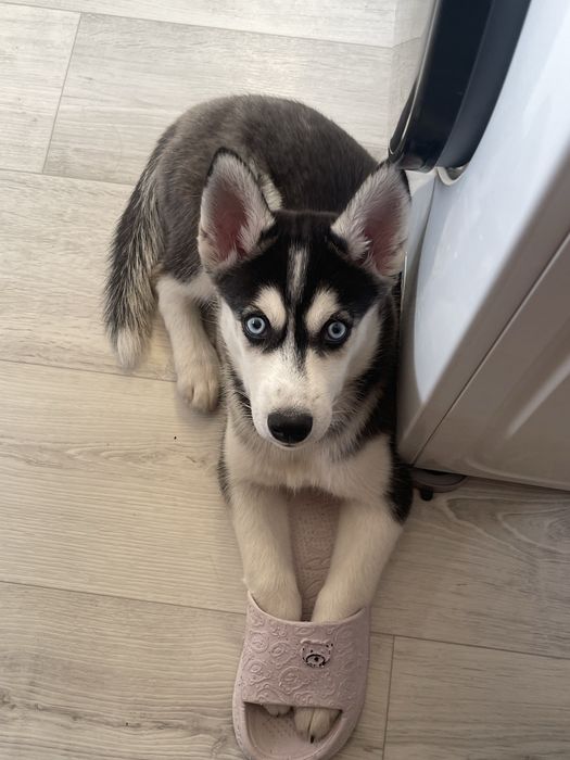 Щенок ХАСКИ [Голубоглазый]