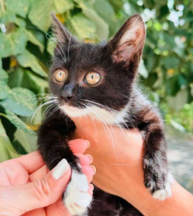Коте Ениа търси дом