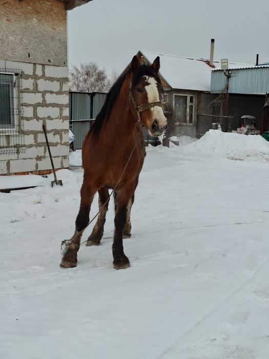 Продам полутяжного жеребца