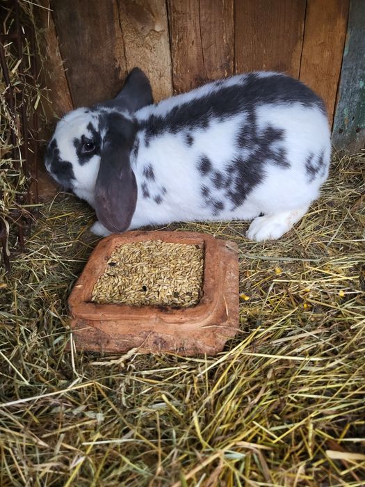 Iepuri berbec german