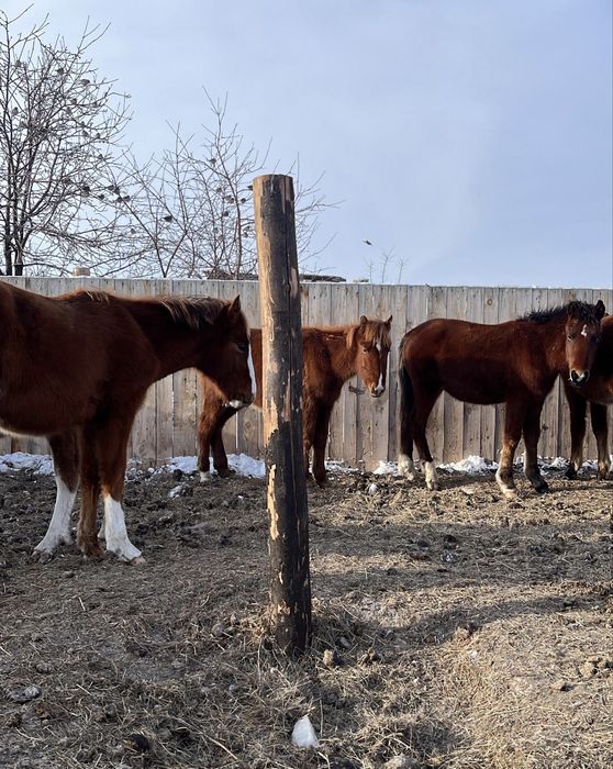 Продам     Жабагы