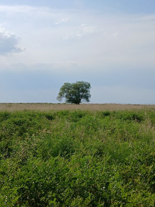 ФАЗЕНДА сатылады
