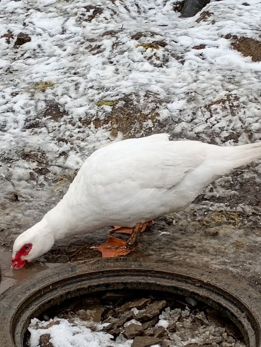 Familii de rațe leșești