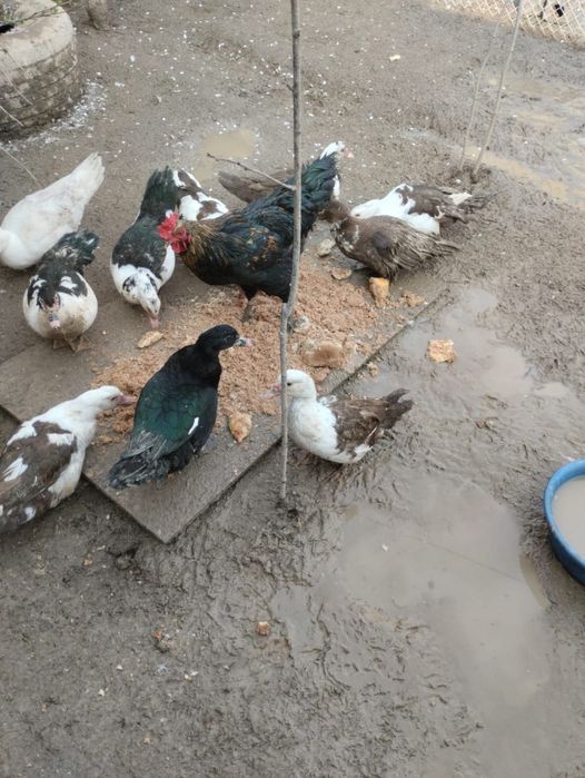 Куры и Петух утки