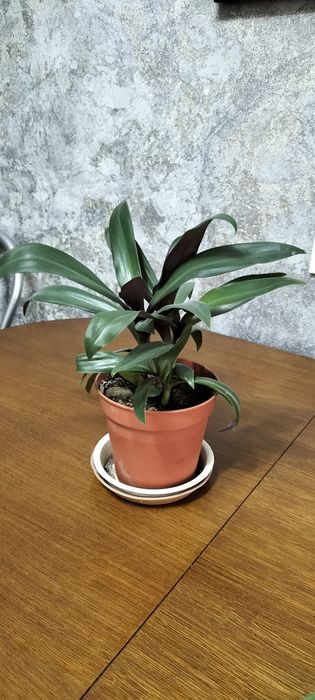 Комнатные цветы .