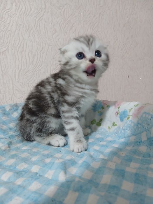 Продам котят от правильной вязки