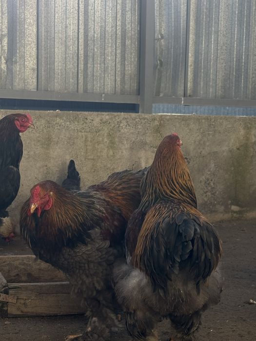 Голубокуропатчатая брама