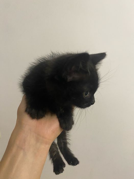 Кошка                        .
