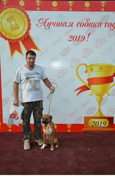 Дипломированный инструктор кинолог.