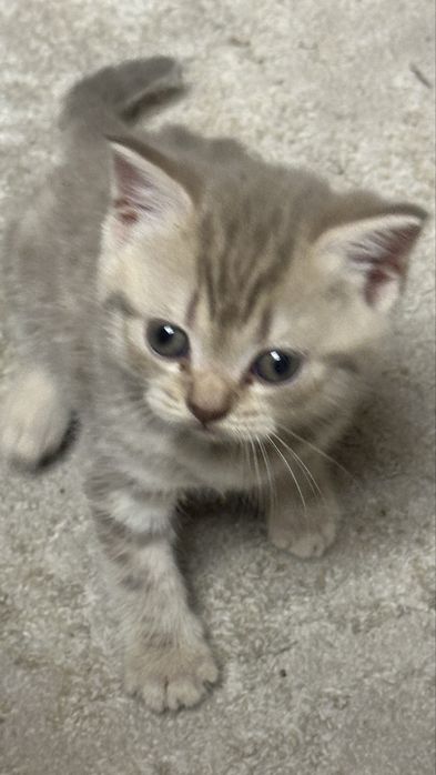 Котята шотландцы 30 марта др