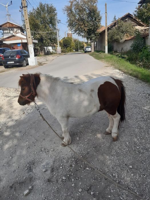 Продавам женско пони